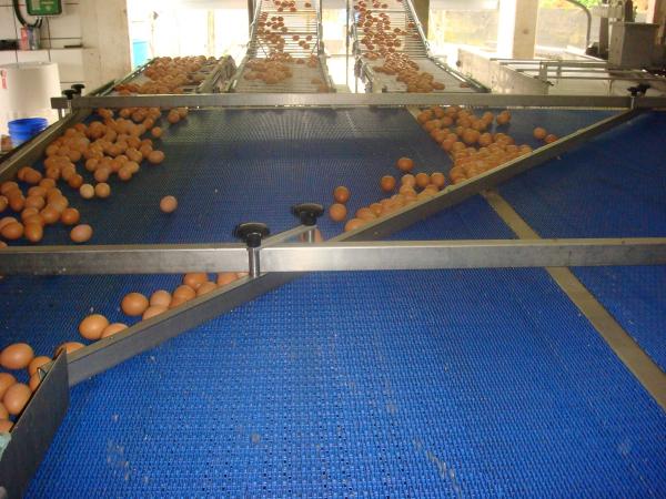 Entrada dos ovos no setor de seleo e classificao, vindo das esteiras de coleta dos aviros