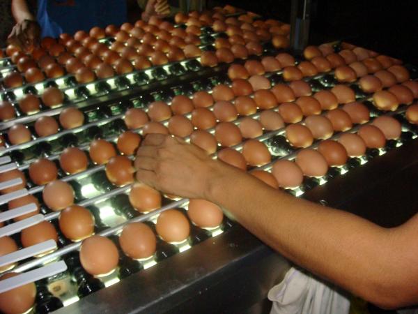 Processo de ovoscopia, para retirada de ovos trincados