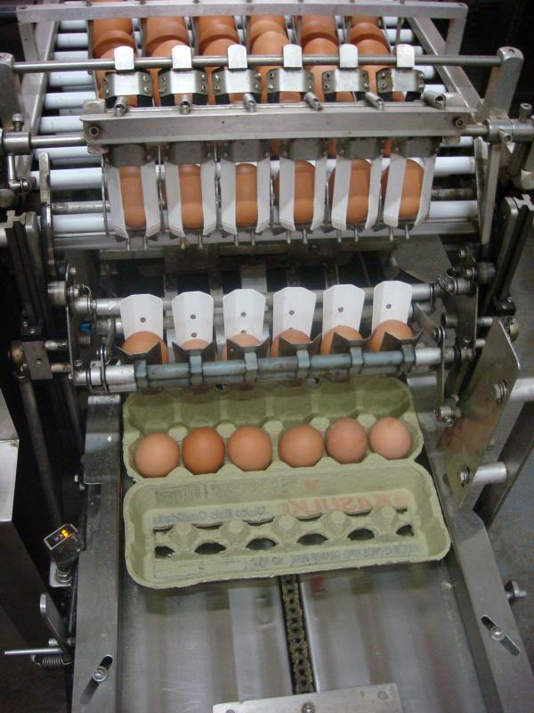 Processo de acondicionamento de ovos em caixas de dzias